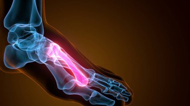 İnsan bacak anatomisi kemikleri. 3d illüstrasyon