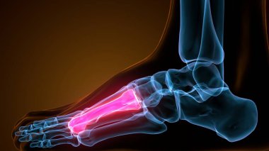 İnsan bacak anatomisi kemikleri. 3d illüstrasyon