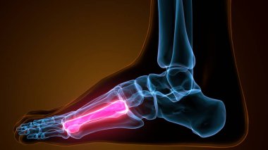 İnsan bacak anatomisi kemikleri. 3d illüstrasyon