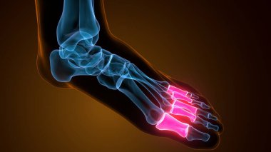 İnsan bacak anatomisi kemikleri. 3d illüstrasyon