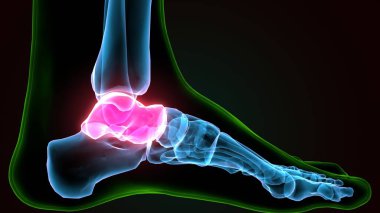 İnsan bacak anatomisi kemikleri. 3d illüstrasyon