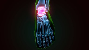 İnsan bacak anatomisi kemikleri. 3d illüstrasyon