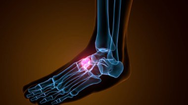 3d render of the midfoot bone - front view clipart
