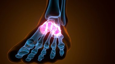 3d render of the midfoot bone - front view clipart