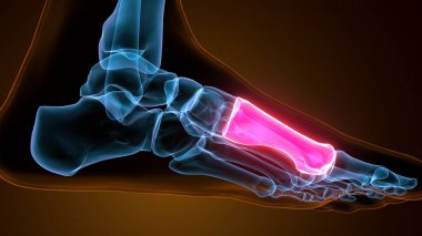 Metatarsal Foot Bones Anatomy for medical. 3D Illustration clipart
