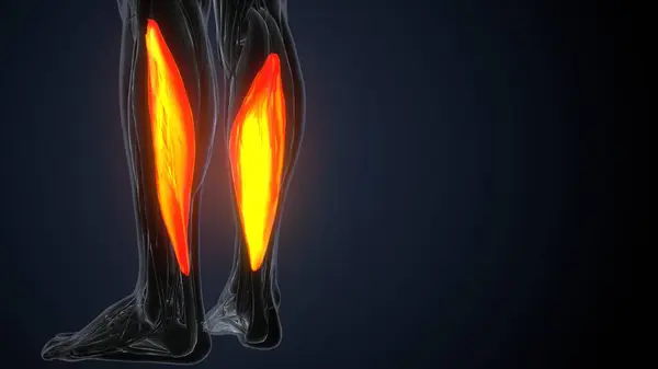 İnsan kas anatomisi. 3d hazırlayıcı
