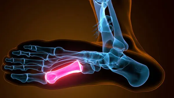 Metatarsal Foot Bones Anatomy for medical. 3D Illustration