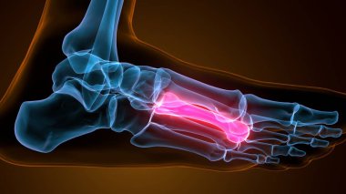 Tıp için Metatarsal Ayak Kemikleri Anatomisi. 3B Görüntü