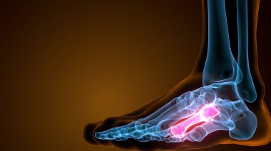 Tıp için Metatarsal Ayak Kemikleri Anatomisi. 3B Görüntü