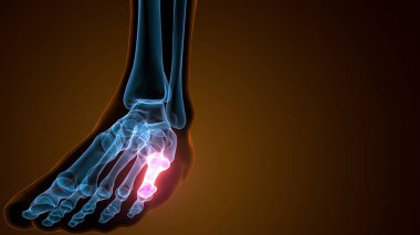 Metatarsal Ayak Kemikleri Anatomisi. 3d illüstrasyon