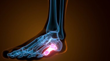 Metatarsal Ayak Kemikleri Anatomisi. 3d illüstrasyon