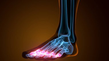 Proximal Phalanges foot bones Anatomy 3D Rendering clipart
