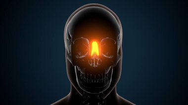 3d illustration of Brain Anatomy - Nasal Bone - Anatomy Bones clipart