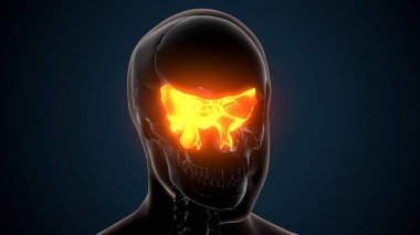 Kadın üreme sistemi anatomisi. 3D çizim