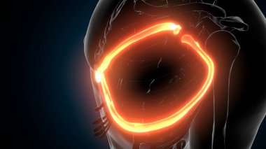 Kadın üreme sistemi anatomisi. 3D çizim