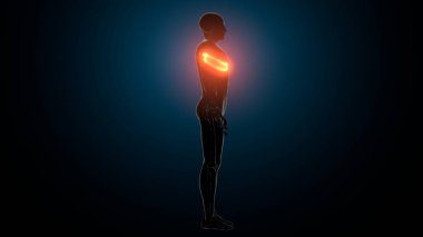 Kadın üreme sistemi anatomisi. 3D çizim