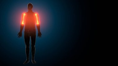 Kadın üreme sistemi anatomisi. 3D çizim