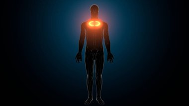 Kadın üreme sistemi anatomisi. 3D çizim