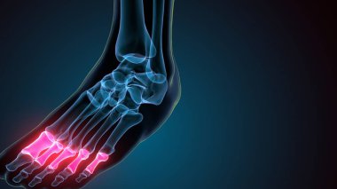 Kadın üreme sistemi anatomisi. 3D çizim