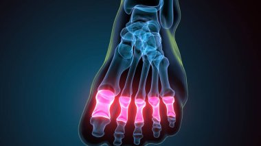 İnsan iskeleti anatomisi. 3d illüstrasyon