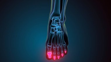 İnsan iskeleti anatomisi. 3d illüstrasyon