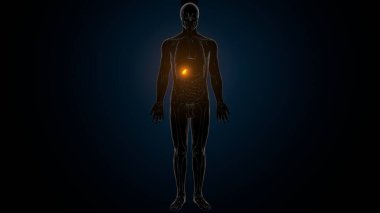 İnsan iskeleti anatomisi. 3d illüstrasyon