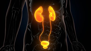 İnsan iskeleti anatomisi. 3d illüstrasyon