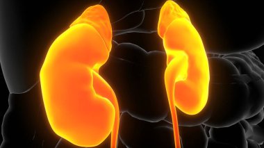 İnsan iskeleti anatomisi. 3d illüstrasyon