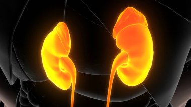 İnsan iskeleti anatomisi. 3d illüstrasyon