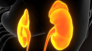 İnsan iskeleti anatomisi. 3d illüstrasyon