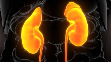 İnsan iskeleti anatomisi. 3d illüstrasyon