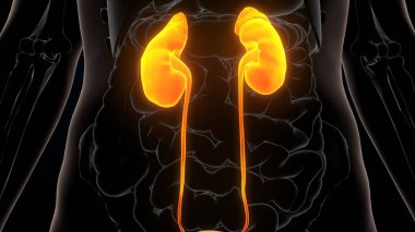 İnsan iskeleti anatomisi. 3d illüstrasyon