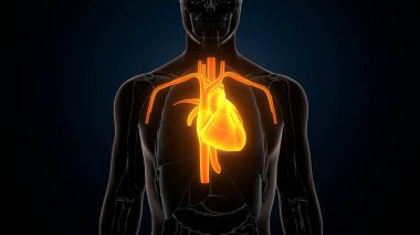 İnsan iskeleti anatomisi. 3d illüstrasyon