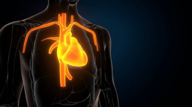 İnsan iskeleti anatomisi. 3d illüstrasyon