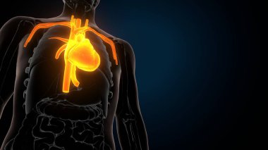 İnsan iskeleti anatomisi. 3d illüstrasyon