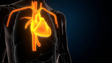 İnsan iskeleti anatomisi. 3d illüstrasyon