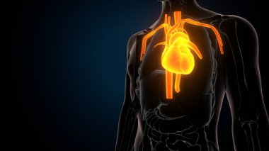 İnsan iskeleti anatomisi. 3d illüstrasyon