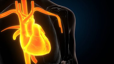 İnsan iskeleti anatomisi. 3d illüstrasyon