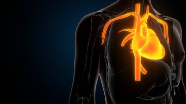 İnsan iskeleti anatomisi. 3d illüstrasyon