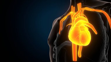 İnsan iskeleti anatomisi. 3d illüstrasyon