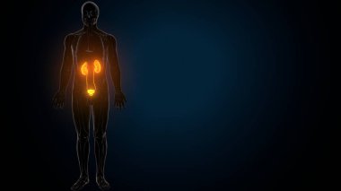 İnsan iskeleti anatomisi. 3d illüstrasyon