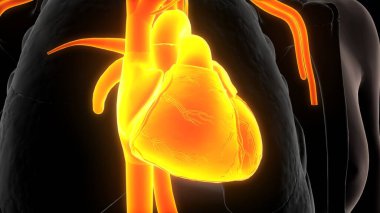 İnsan iskeleti anatomisi. 3d illüstrasyon