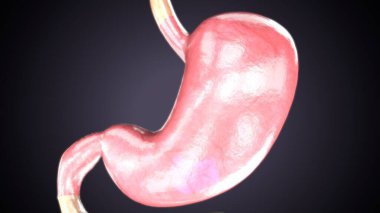 Kadın solunumu ve sperm anatomisi. 3d hazırlayıcı