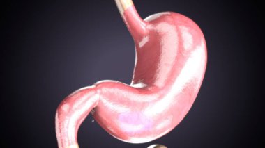 Kadın solunumu ve sperm anatomisi. 3d hazırlayıcı