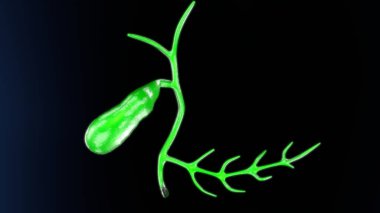 Kadın solunumu ve sperm anatomisi. 3d hazırlayıcı