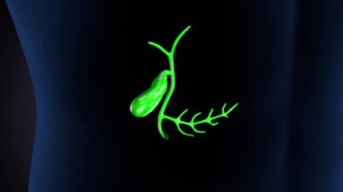 Kadın solunumu ve sperm anatomisi. 3d hazırlayıcı