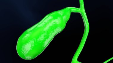 Kadın solunumu ve sperm anatomisi. 3d hazırlayıcı