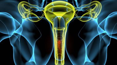 Kadın solunumu ve sperm anatomisi. 3d hazırlayıcı