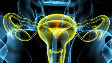 Kadın solunumu ve sperm anatomisi. 3d hazırlayıcı