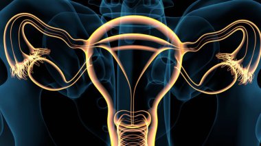 Kadın solunumu ve sperm anatomisi. 3d hazırlayıcı